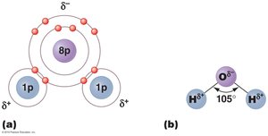 Polar covalent bonding in a water molecule