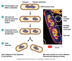Binary fission in bacteria