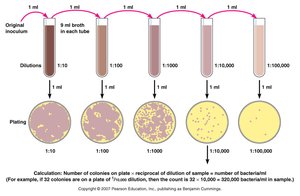 Serial dilution and plating for plate counts