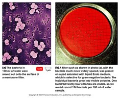 Filtration method for counting bacteria in water samples