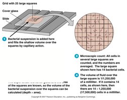 Direct microscopic count using a counting chamber