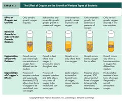 Table showing the effect of oxygen on the growth of various types of bacteria