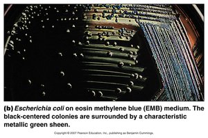 E. coli on EMB medium showing metallic green sheen (selective and differential media)
