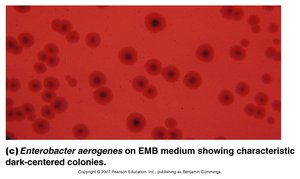 Enterobacter aerogenes on EMB medium showing dark-centered colonies (differential media)