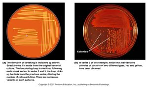 Streak plate method for isolating pure cultures