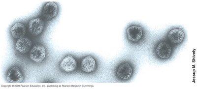 Carboxysomes in Halothiobacillus neopolitanus