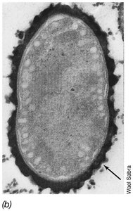 Heterocyst with capsule for nitrogen fixation