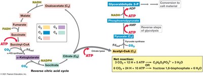 Reverse citric acid cycle diagram