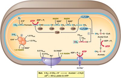 Acetogenesis reactions in Acetobacterium Woodii