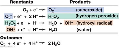 Reactions producing toxic oxygen species