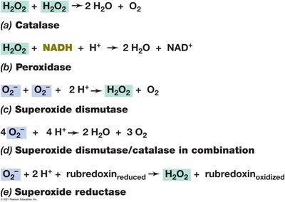 Enzymes that destroy toxic oxygen species