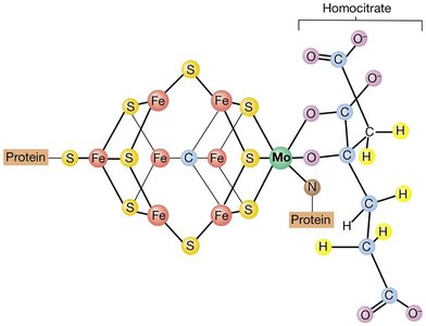 FeMo cofactor structure