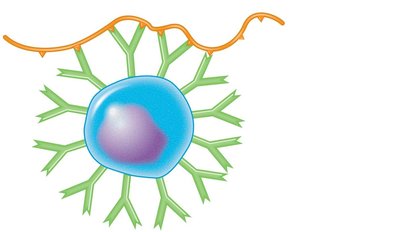 T-independent antigens