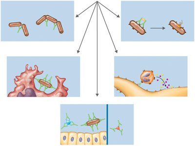 Results of antigen-antibody binding