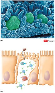 M cells in Peyer's patches