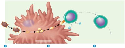 Activation of CD4+ T helper cells