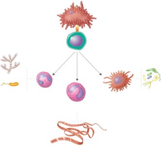 Effector T helper cell classes and pathogens targeted