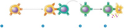 Killing of virus-infected target cell by cytotoxic T lymphocyte