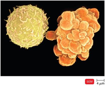 Apoptosis