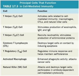 Principal cells in cell-mediated immunity