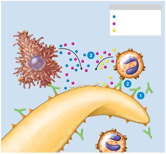 Antibody-dependent cell-mediated cytotoxicity