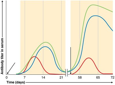 Primary and secondary immune responses