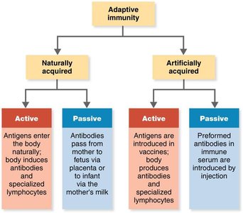 Types of adaptive immunity
