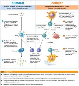 Dual nature of the adaptive immune system