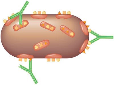 Epitopes on an antigen