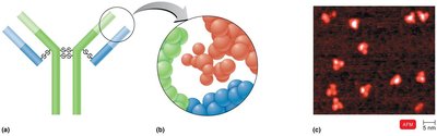 Antibody structure