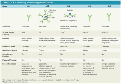 Summary of Immunoglobulin Classes