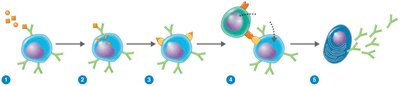 Activation of B cells to produce antibodies