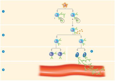 Clonal selection and differentiation of B cells