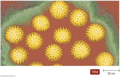 Electron micrograph of rotavirus particles
