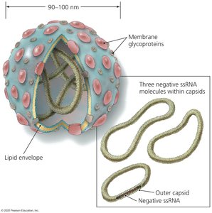 Electron micrograph of bunyaviruses