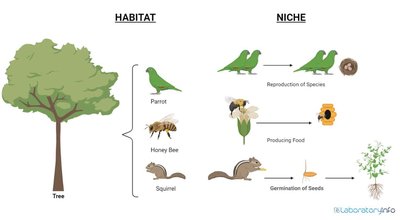 Table comparing habitat and niche