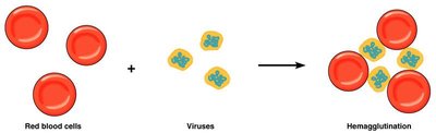 Hemagglutination reaction with red blood cells and viruses