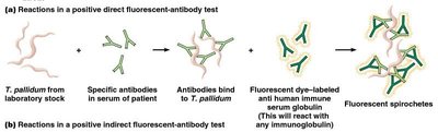 Direct and indirect fluorescent antibody test reactions