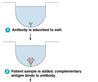 Direct ELISA steps 1 and 2