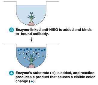 Indirect ELISA steps 3 and 4