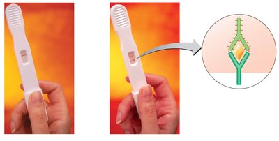 Home pregnancy test showing positive and negative results