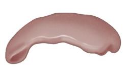 Spleen, source of antibody-producing cells for hybridoma production