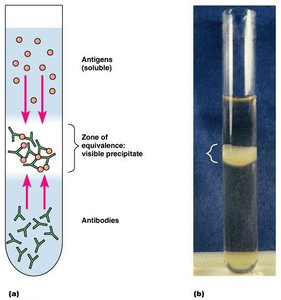 Precipitin ring test showing antigen-antibody precipitation