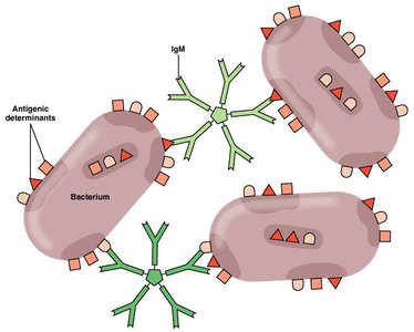 Diagram of IgM-mediated agglutination of bacteria