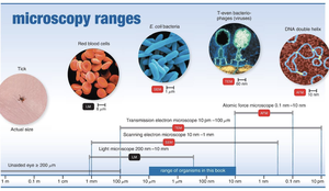 microscopy ranges chart showing measurement units and examples of microorganisms