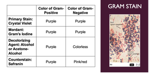 Gram stain color chart and example image