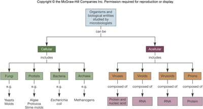 Classification of cellular and acellular microorganisms