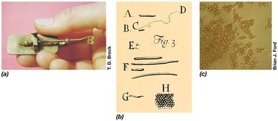 Drawings and images from van Leeuwenhoek's microscope