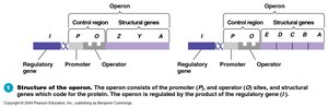 Structure of operons