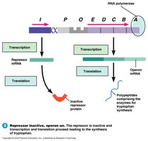 Trp operon default conditions